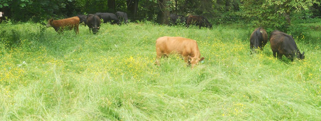 GrassKickin cows in long grass